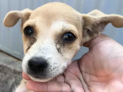 Cachorro raça SRD-ViraLata idade 2 a 6 meses nome Lara