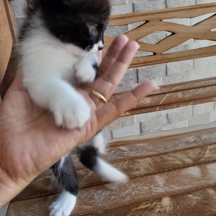 Gato ra a SRD-ViraLata idade Abaixo de 2 meses nome Zen ??