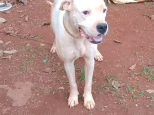 Cachorro raça Pit-Bull idade 1 ano nome Belinha