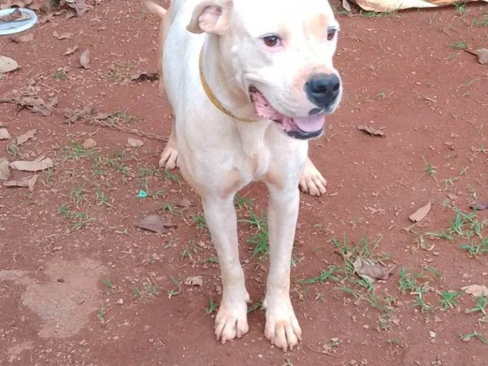 Cachorro ra a Pit-Bull idade 1 ano nome Belinha