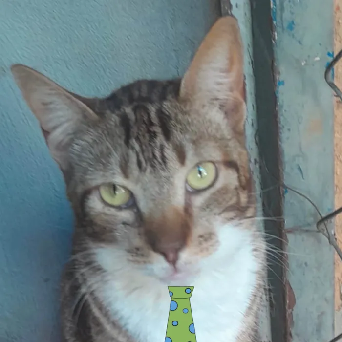 Gato ra a SRD-ViraLata idade 1 ano nome Gaspar 