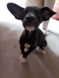 Cachorro