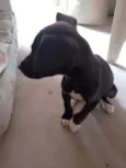 Cachorro
