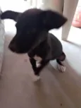 Cachorro