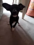 Cachorro
