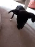 Cachorro