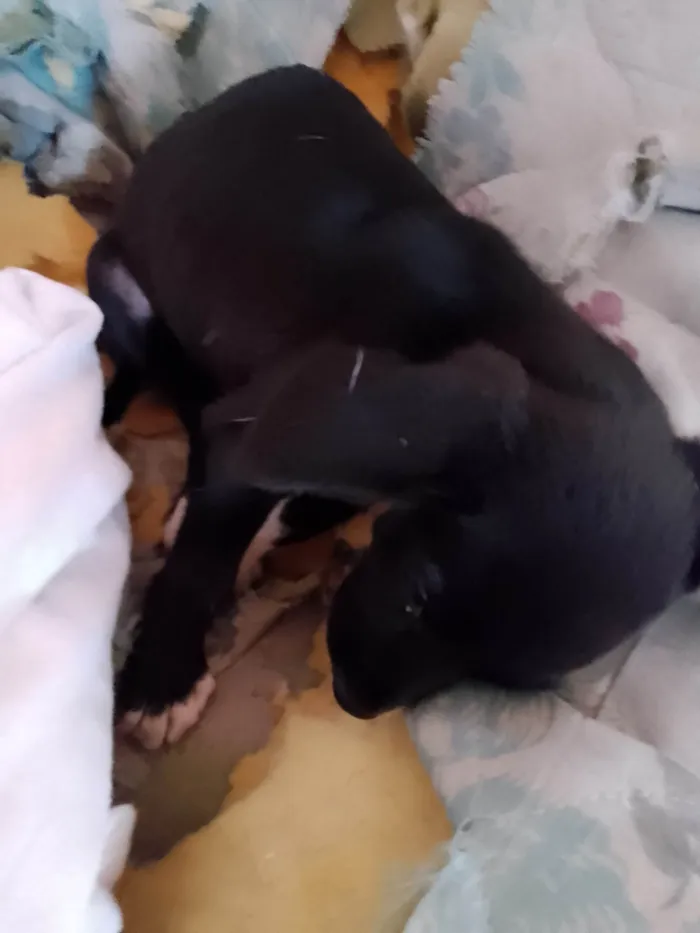 Cachorro ra a SRD-ViraLata idade Abaixo de 2 meses nome Cachorro 