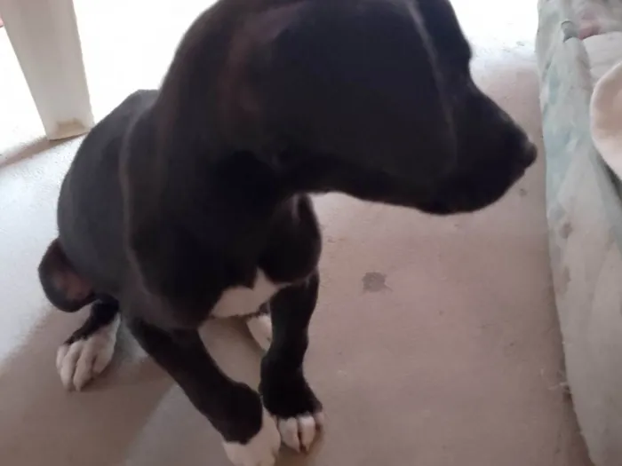 Cachorro ra a SRD-ViraLata idade Abaixo de 2 meses nome Cachorro 