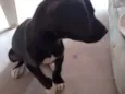 Cachorro
