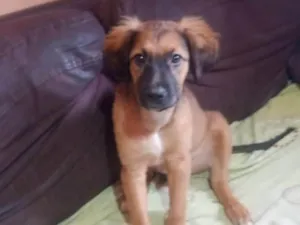 Cachorro raça SRD-ViraLata idade 2 a 6 meses nome Marshall