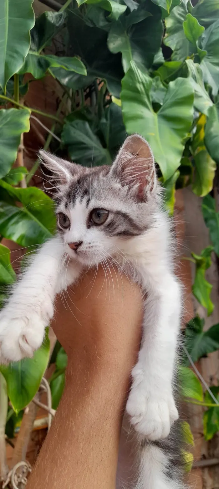 Gato ra a SRD-ViraLata idade 2 a 6 meses nome Gata fêmea 