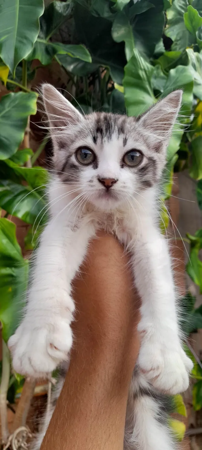 Gato ra a SRD-ViraLata idade 2 a 6 meses nome Gata fêmea 