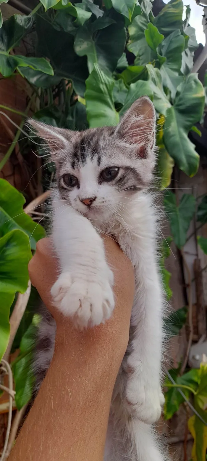 Gato ra a SRD-ViraLata idade 2 a 6 meses nome Gata fêmea 