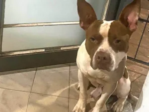 Cachorro raça Pit-Bull idade 1 ano nome Perigoso