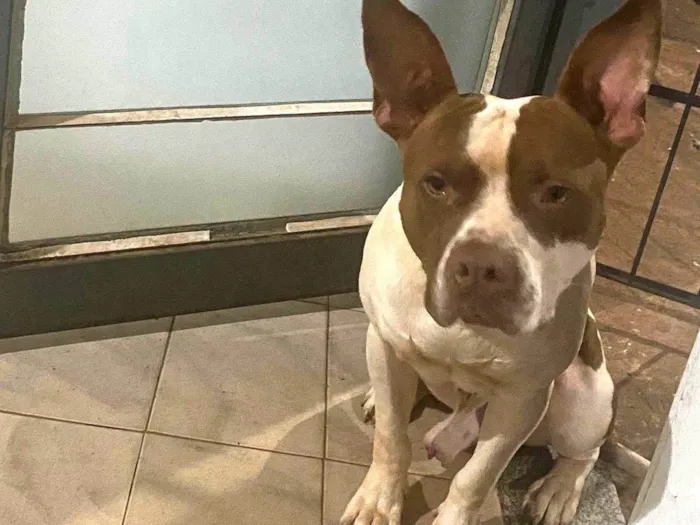 Cachorro ra a Pit-Bull idade 1 ano nome Perigoso