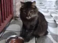 Desconhecido
