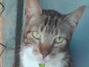 Gato raça SRD-ViraLata idade 1 ano nome Gaspar 