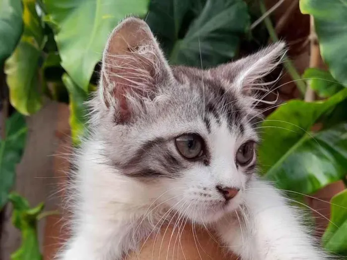 Gato ra a SRD-ViraLata idade 2 a 6 meses nome Gata fêmea 