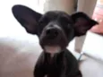 Cachorro