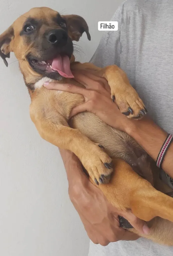 Cachorro ra a SRD-ViraLata idade 7 a 11 meses nome Buck 