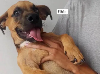 Cachorro raça SRD-ViraLata idade 7 a 11 meses nome Buck 