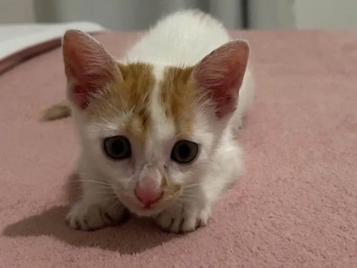 Gato ra a SRD-ViraLata idade Abaixo de 2 meses nome Juninho