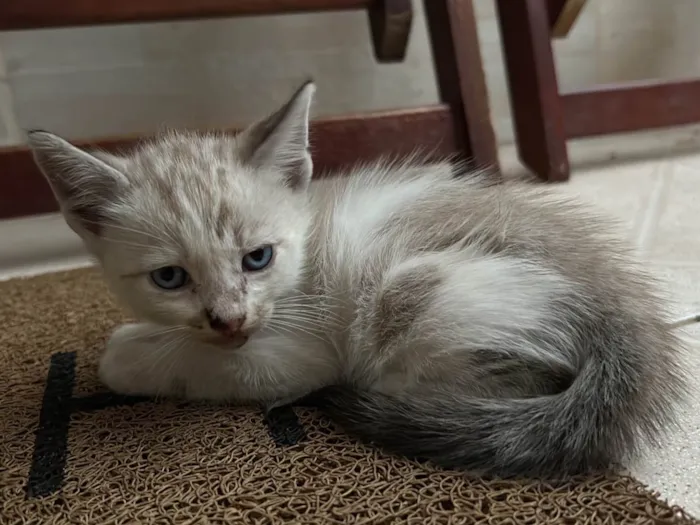 Gato ra a SRD-ViraLata idade Abaixo de 2 meses nome Não tem