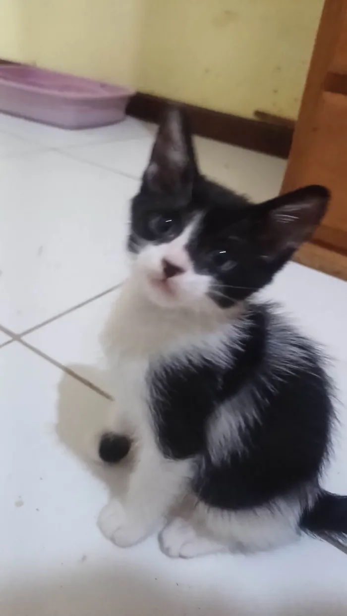 Gato ra a SRD-ViraLata idade 2 a 6 meses nome Lily