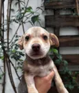 João