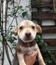João
