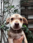 João