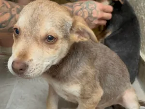 Cachorro raça SRD-ViraLata idade 2 a 6 meses nome João