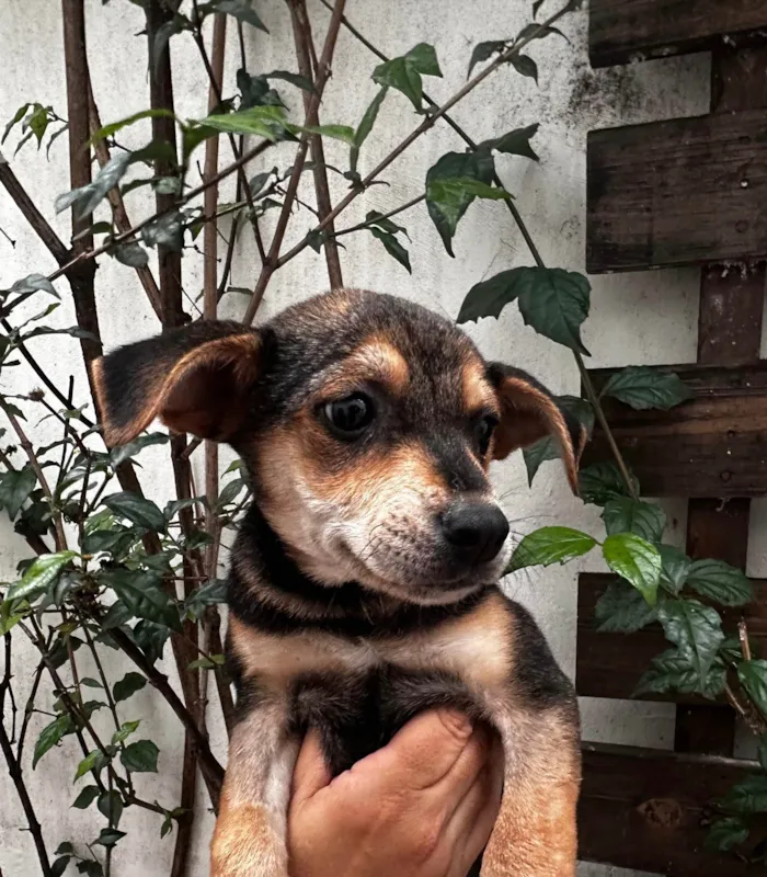 Cachorro ra a SRD-ViraLata idade 2 a 6 meses nome Maria