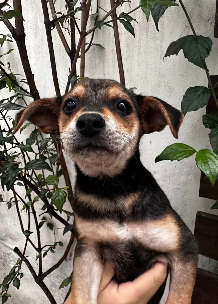 Cachorro ra a SRD-ViraLata idade 2 a 6 meses nome Maria