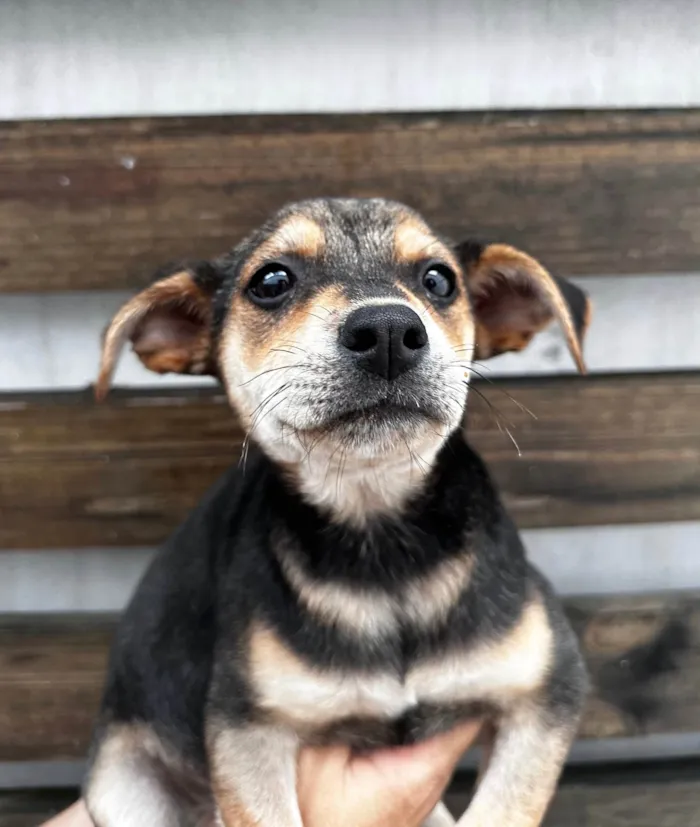 Cachorro ra a SRD-ViraLata idade 2 a 6 meses nome Maria