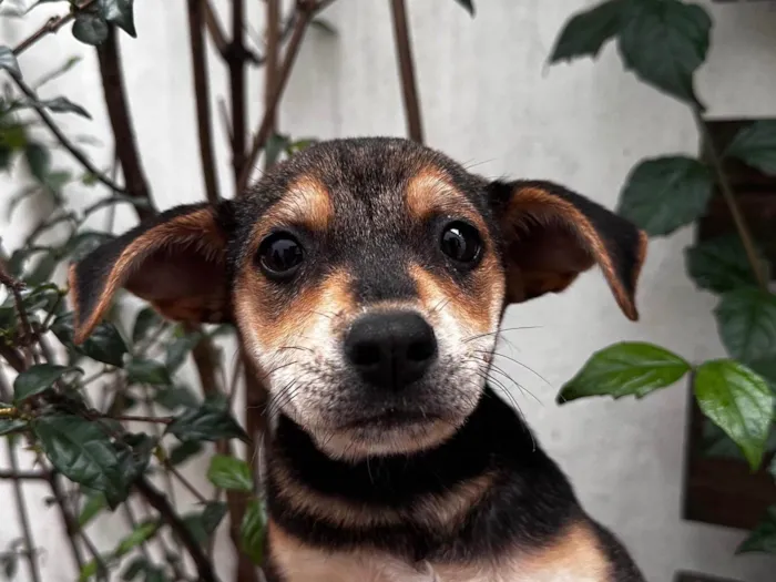 Cachorro ra a SRD-ViraLata idade 2 a 6 meses nome Maria