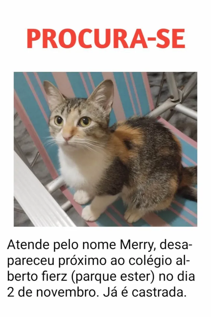 Gato ra a SRD-ViraLata idade 1 ano nome Merry