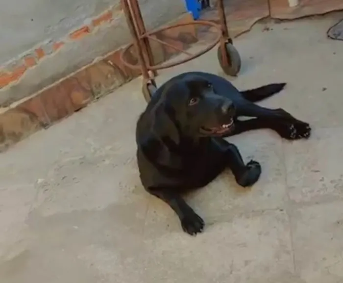 Cachorro ra a Labrador idade 2 anos nome Apollo