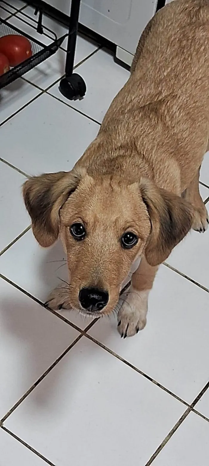 Cachorro ra a SRD-ViraLata idade 7 a 11 meses nome Zoe 