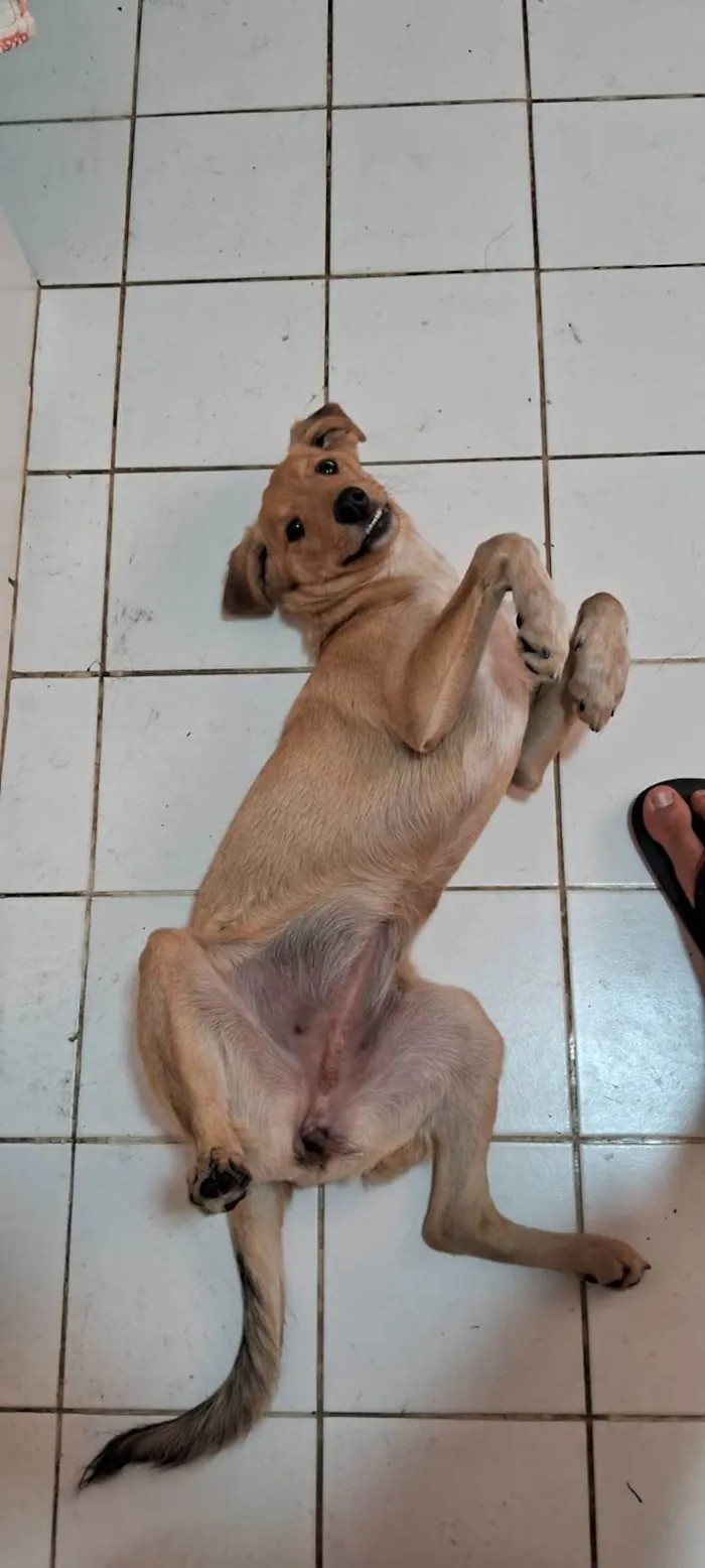 Cachorro ra a SRD-ViraLata idade 7 a 11 meses nome Zoe 