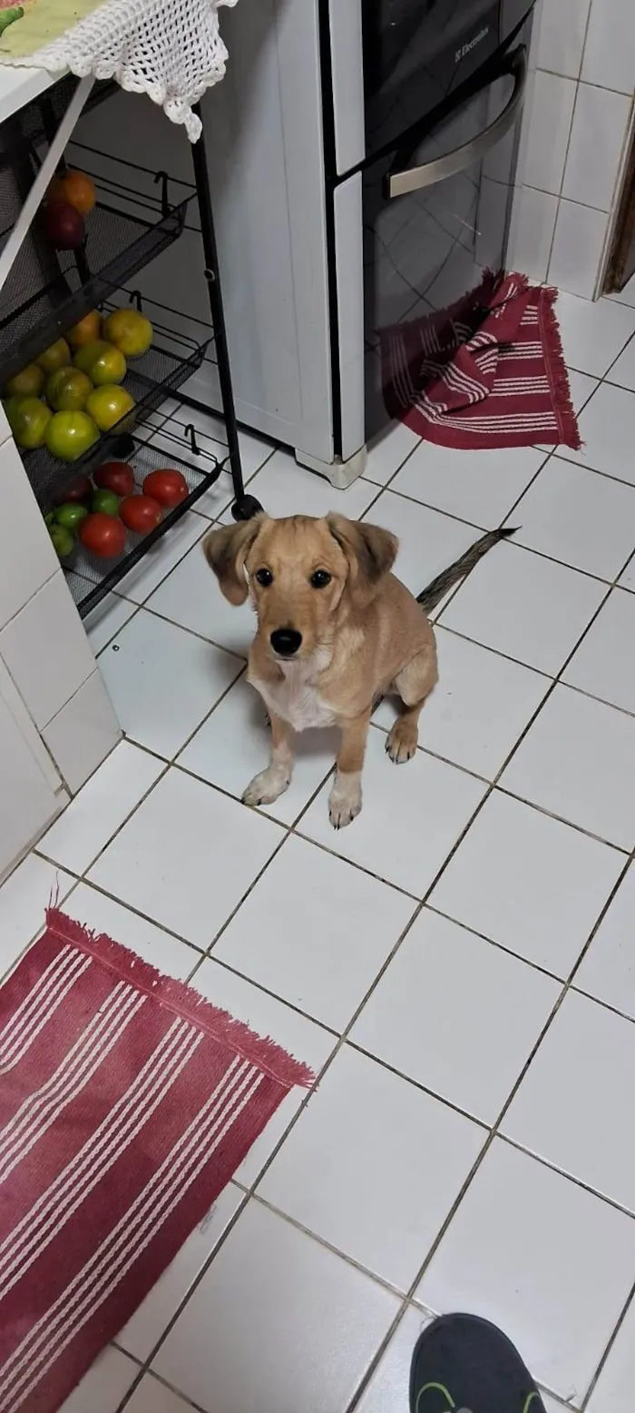 Cachorro ra a SRD-ViraLata idade 7 a 11 meses nome Zoe 