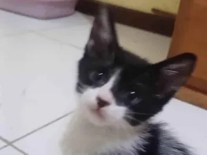 Gato raça SRD-ViraLata idade 2 a 6 meses nome Lily