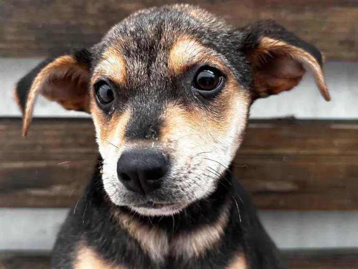 Cachorro ra a SRD-ViraLata idade 2 a 6 meses nome Maria