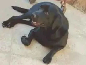 Cachorro raça Labrador idade 2 anos nome Apollo