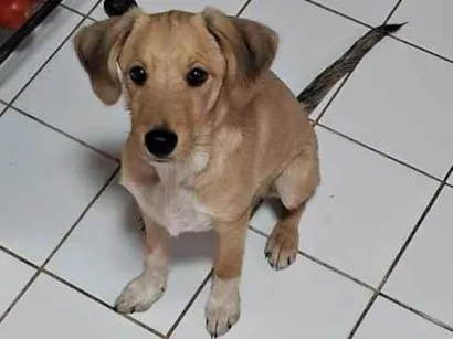 Cachorro raça SRD-ViraLata idade 7 a 11 meses nome Zoe 