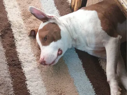 Cachorro raça Pit-Bull idade 1 ano nome Ragnar 