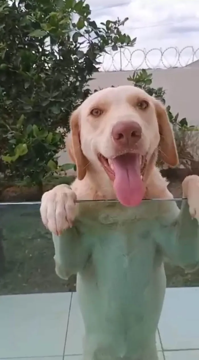 Cachorro ra a Labrador idade 1 ano nome Pamdora