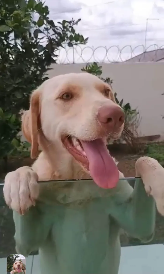 Cachorro ra a Labrador idade 1 ano nome Pamdora