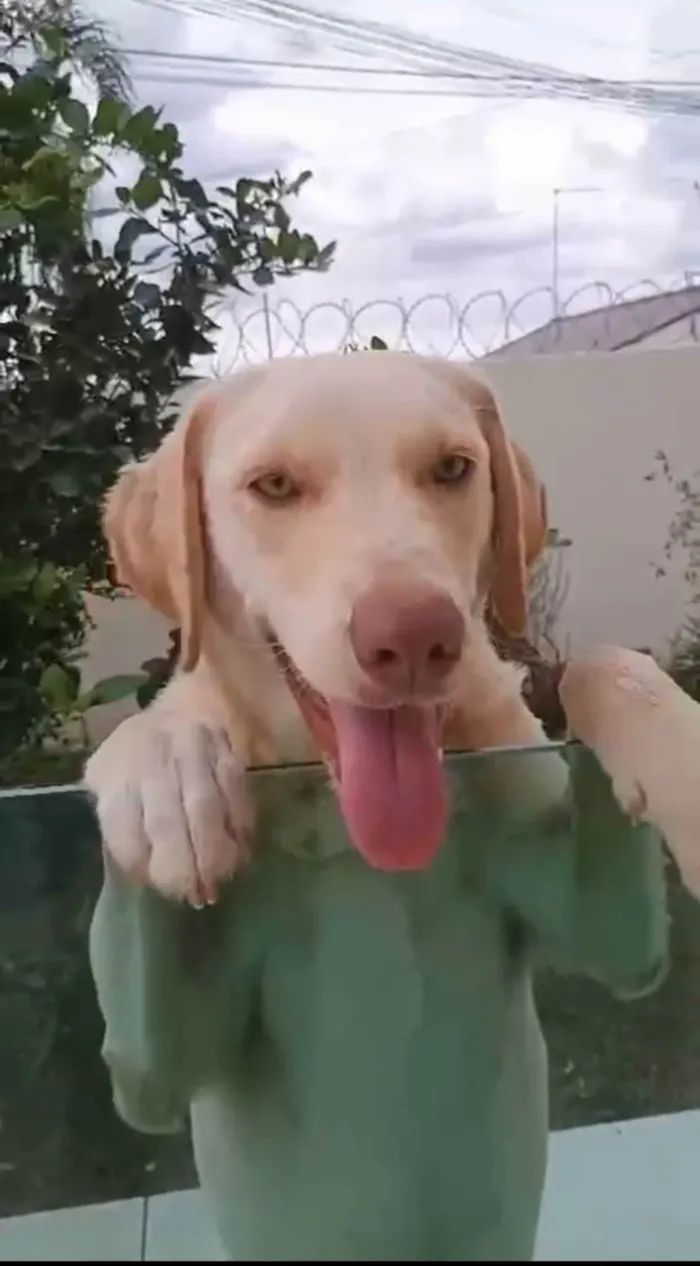 Cachorro ra a Labrador idade 1 ano nome Pamdora