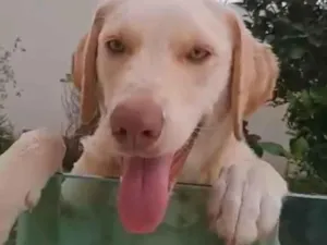 Cachorro raça Labrador idade 1 ano nome Pamdora